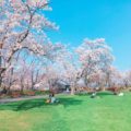 創価学会の墓地は8000本の桜がある【戸田記念墓地公園】